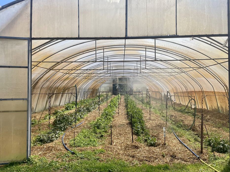 Namiot tunel foliowy ocynkowany 10 x 30 m Wrocław