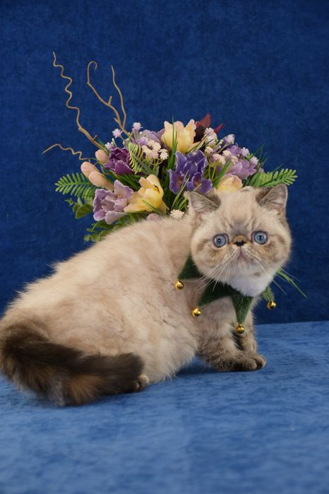 Кошеня з блакитними очима