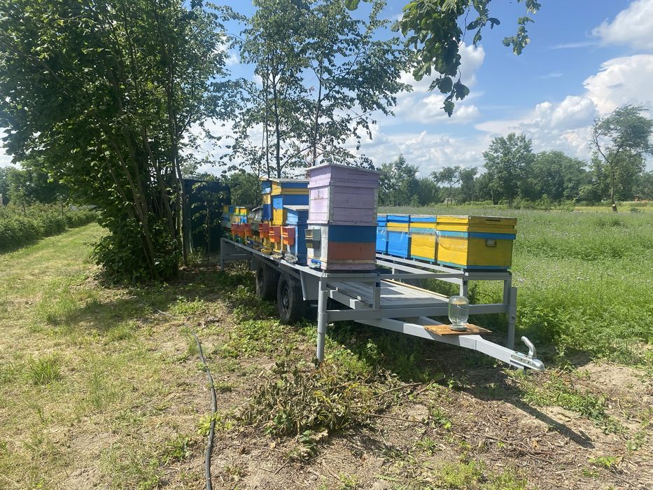 Бджоловіз з вуликами та бджолами
