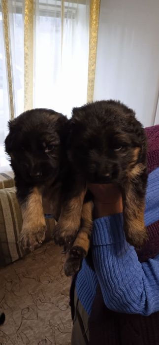 Продам щенят німецької вівчарки