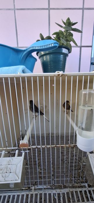 Vendo fêmea com um ano