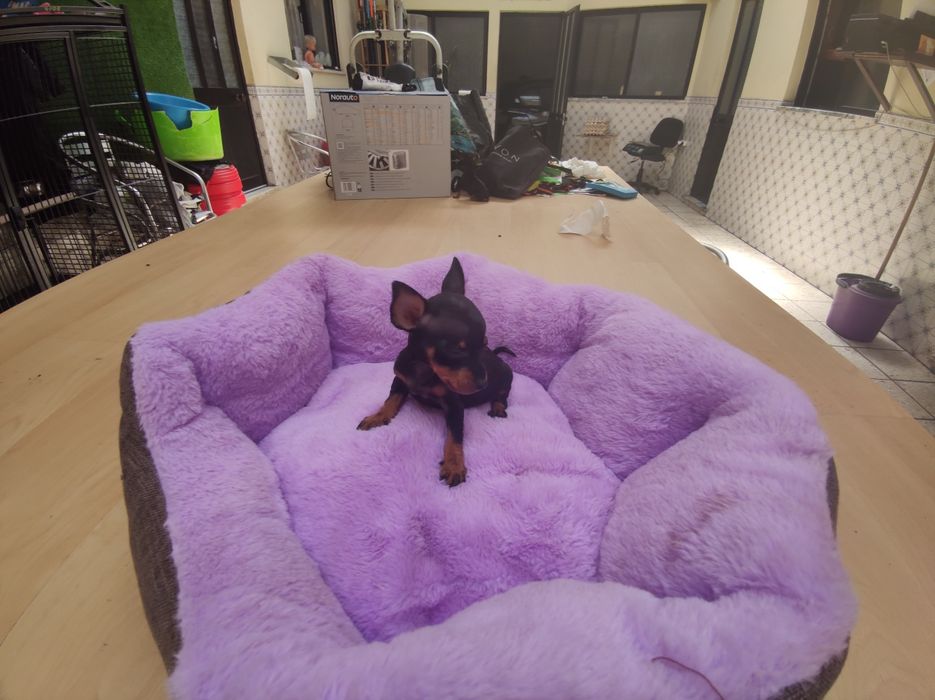 Pinscher pincher super miniatura fêmea criado em ambiente familiar