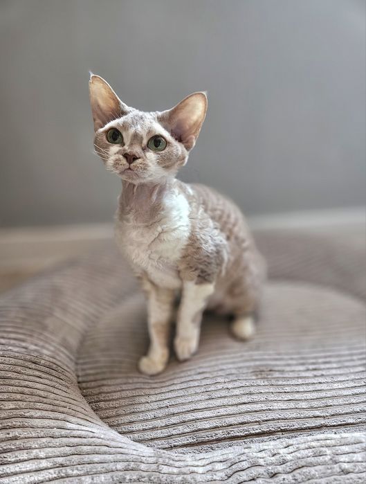Liliowo-biała kotka Devon Rex