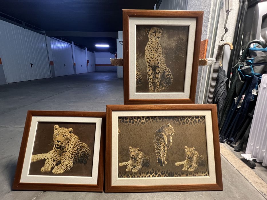 Quadros  safari leopardos