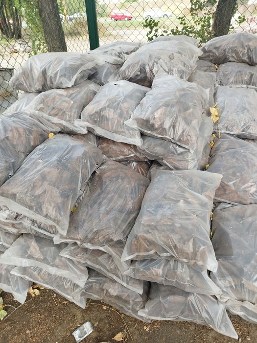 Туя Смарагд 1  метр, з комом С 7,5