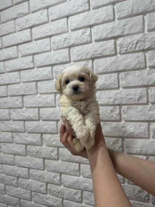 Ексклюзивні міні цуценята мальтіпу ф1 з BABY FACE.