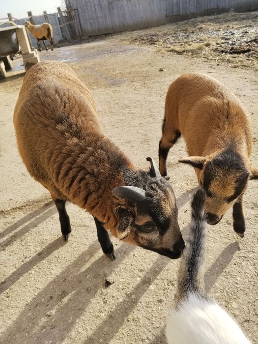 Owieczki baranki kameruńskie
