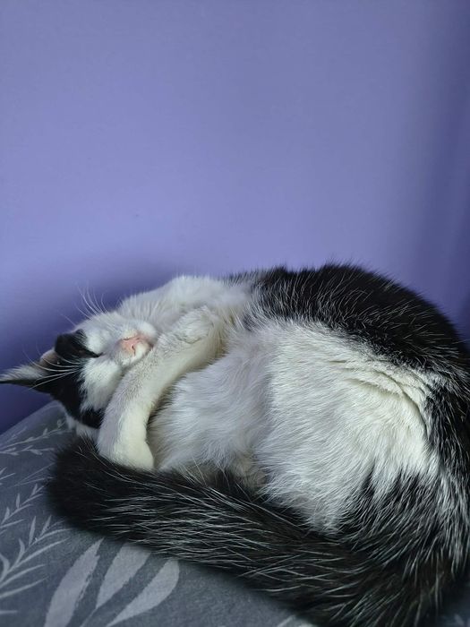 Cudna koteczka - oddam w dobre ręce