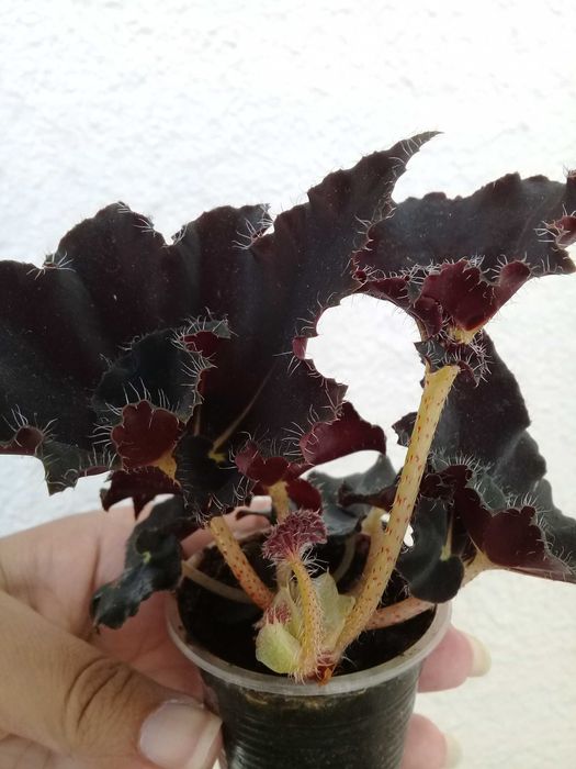 бегонія декоративна листяна