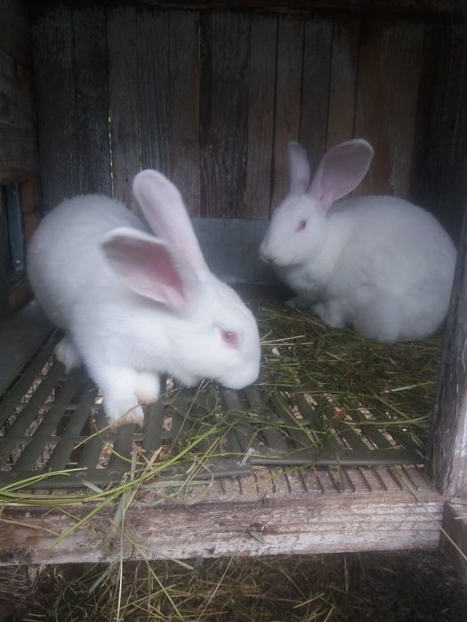 Термонська біла різного віку