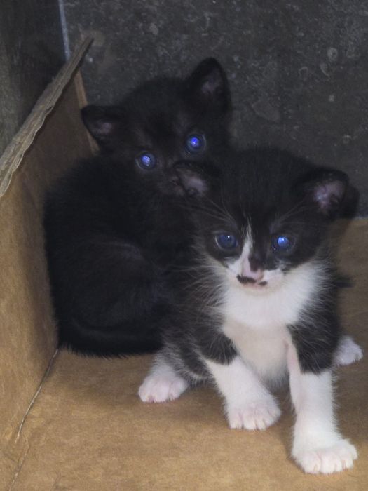 Gatinhos lindos  para adopção.