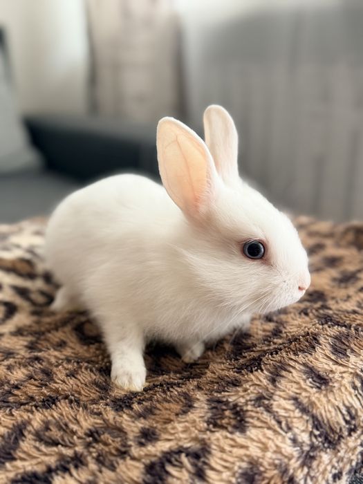 Kroliki miniaturki
