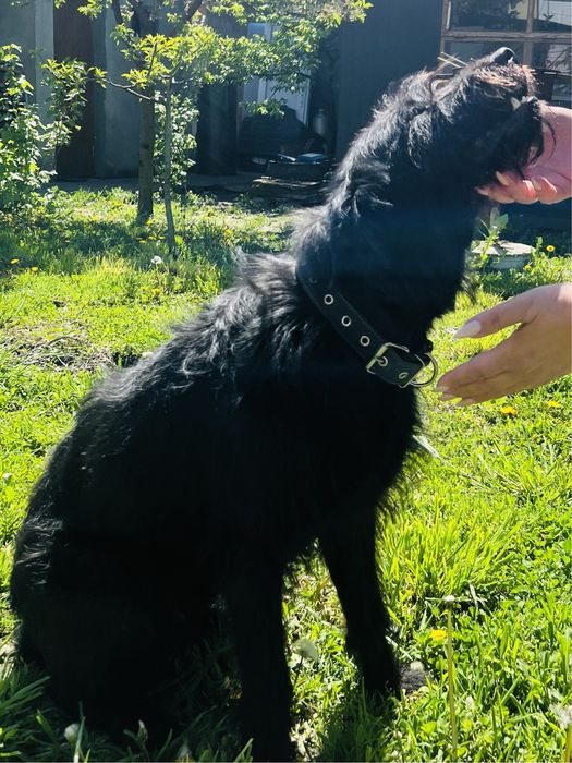 Різешнауцер Шукає Хлопчика