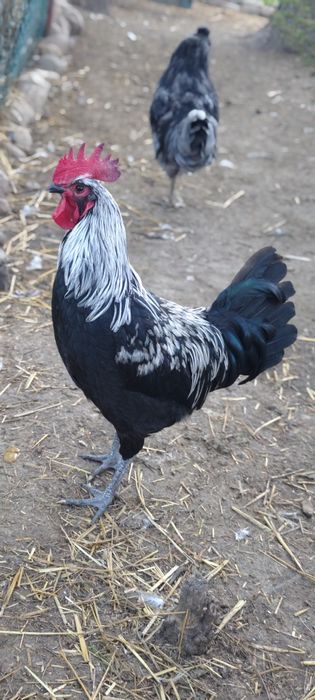 Rasowy młody kogut Silverudds blue