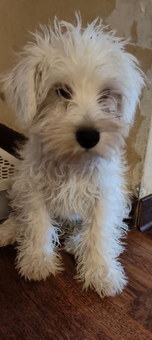 Щенки цвергщнауцера мальчики