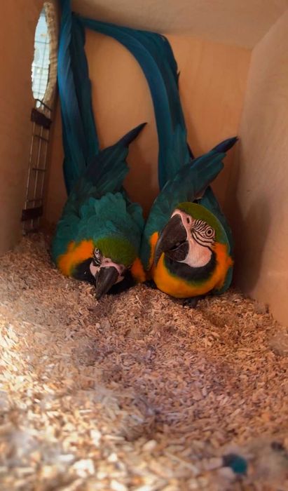 Arara ararauna bebé para criar há mão