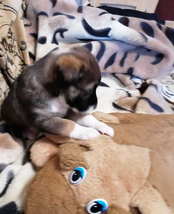 Віддам цуценятко в добрі руки