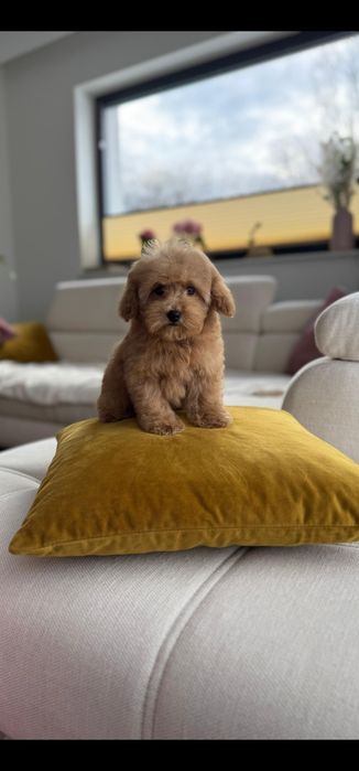 Dziewczynka  plowa pudel toy