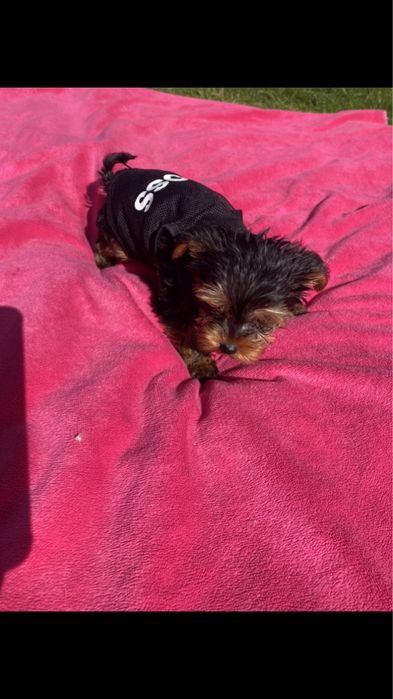 Міні йорк терєр мініки