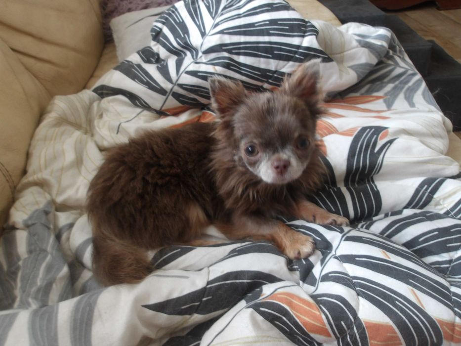 suczka chihuahua z rodowodem