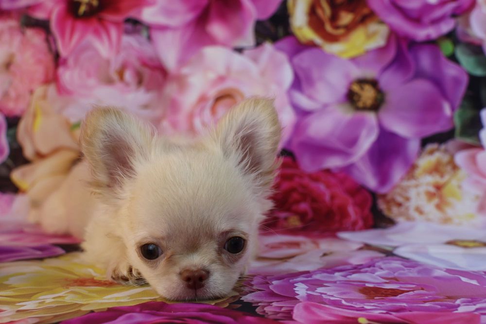 chihuahua macho creme pelo comprido