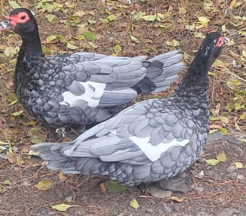 Инкубационное яйцо мускусной утки, индоутки тяжелой линии Голубая