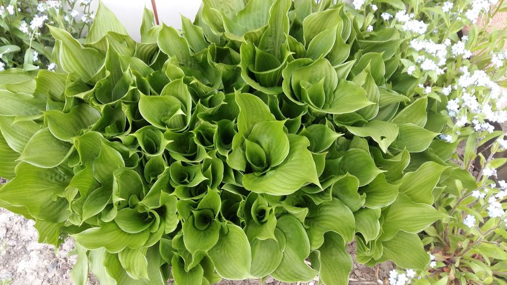 Hosta,funkia roślina ogrodowa cieniolubna,mrozoodporna.Kwiaty.