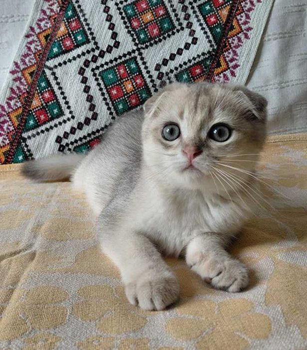 Шотландский вислоухий котик в окрасе голубое золото ау11