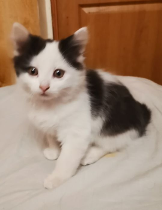 Кошинята безкоштовно