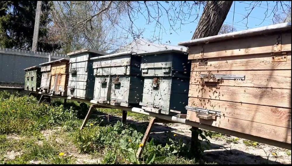 Продам вулики для бджіл!