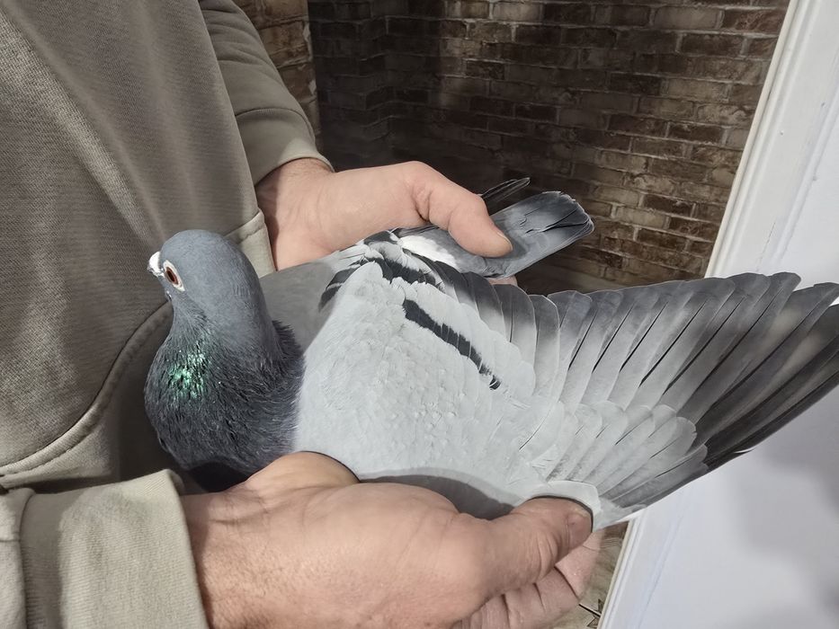 Gołębie pocztowe 74