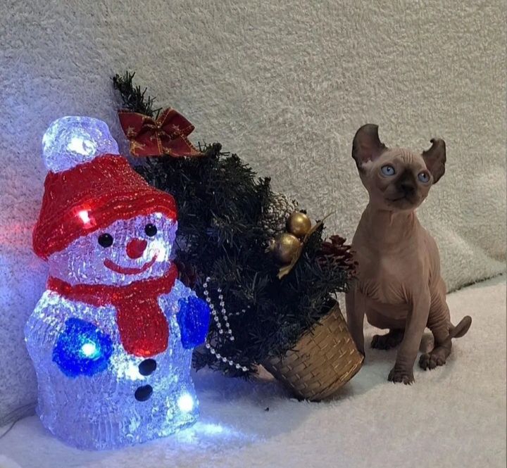 Кошенятка сфінкса