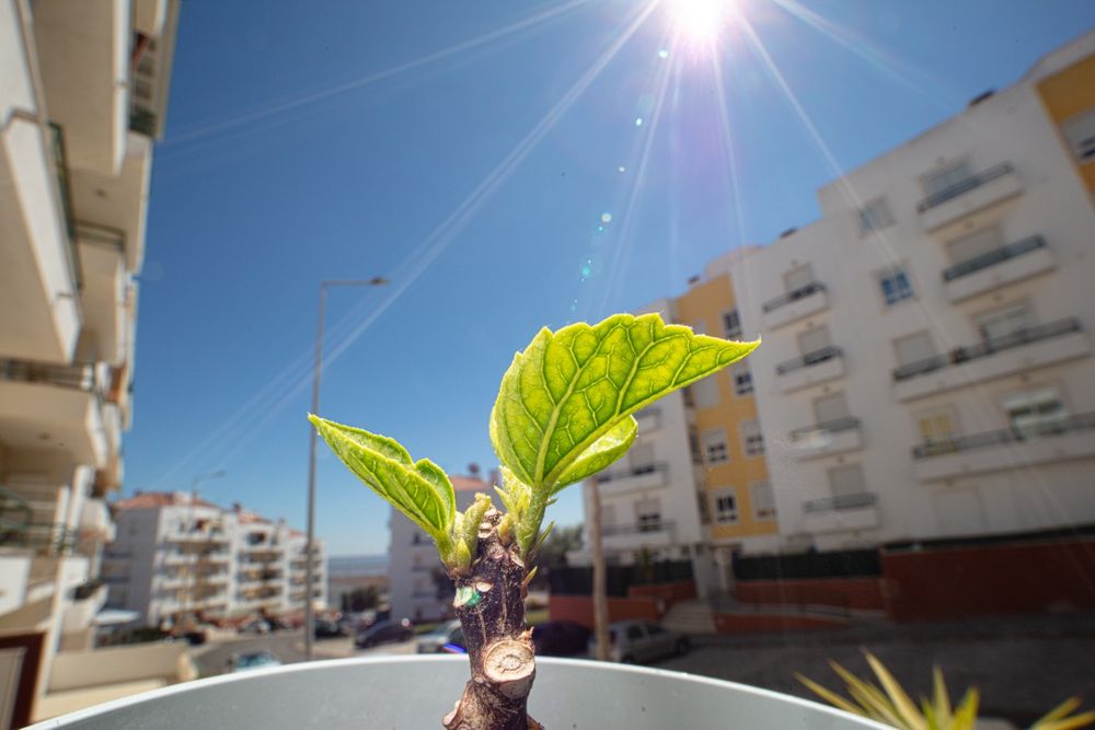 Opteka 15mm f/4-32 1:1 Macro (Canon EF)