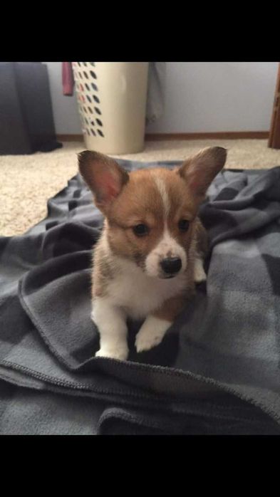 Малюки коргі 2 місяці