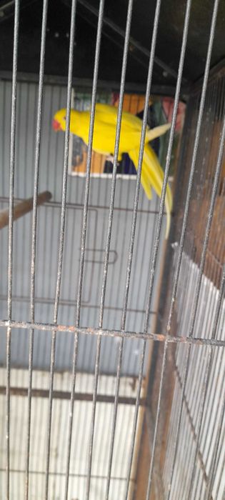 Ringneck com 1 ano fêmea sexada