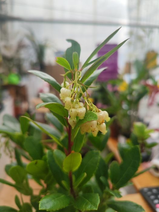 Medronheiro (Arbutus unedo)