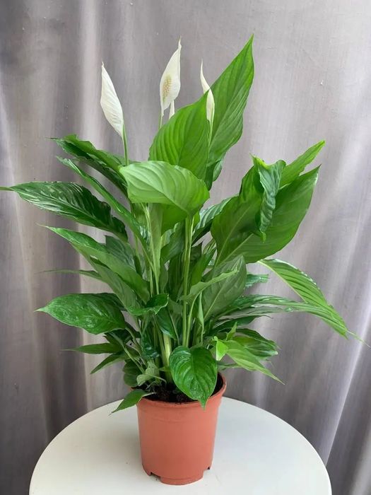 Спатифилиум / Из Италии/