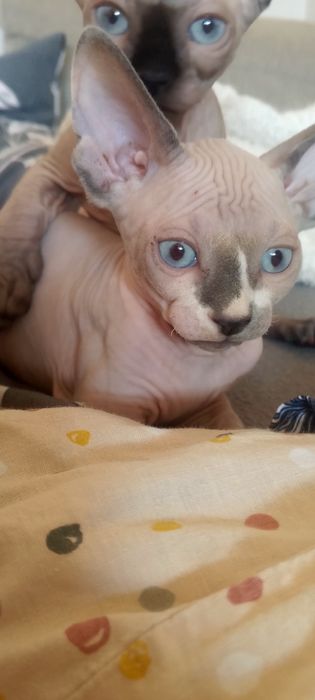 Sfinks Kanadyjski kociaki