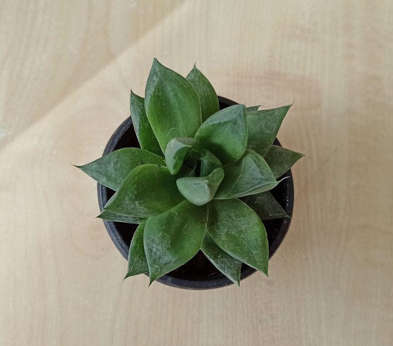 Сукуленти, рослини для сонячних вікон