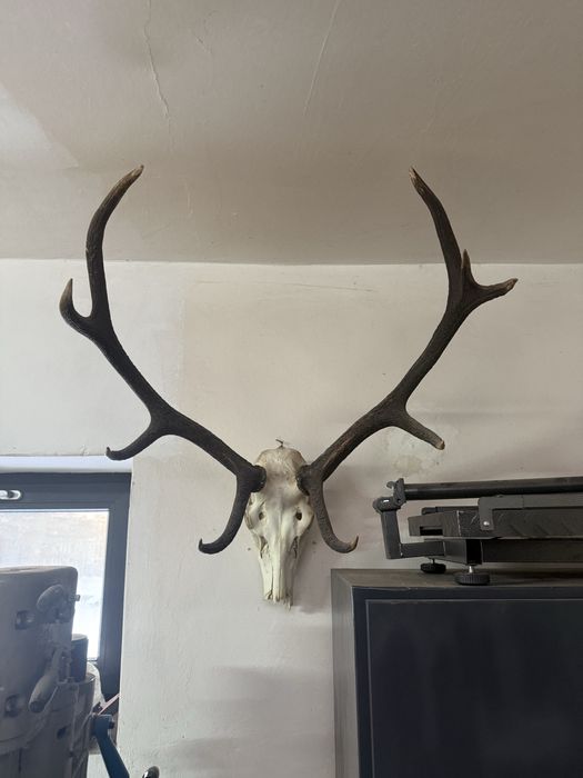 Poroże z jelenia