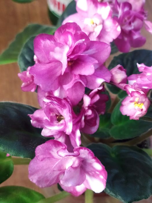 Цветущая фиалка безымяшка