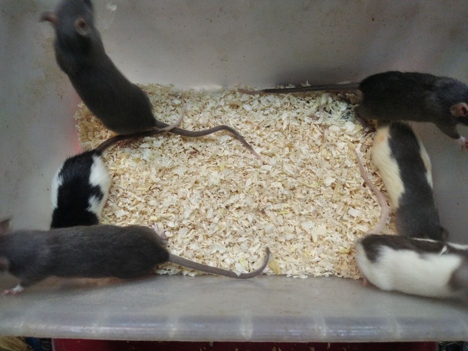 Szczurki Szczury