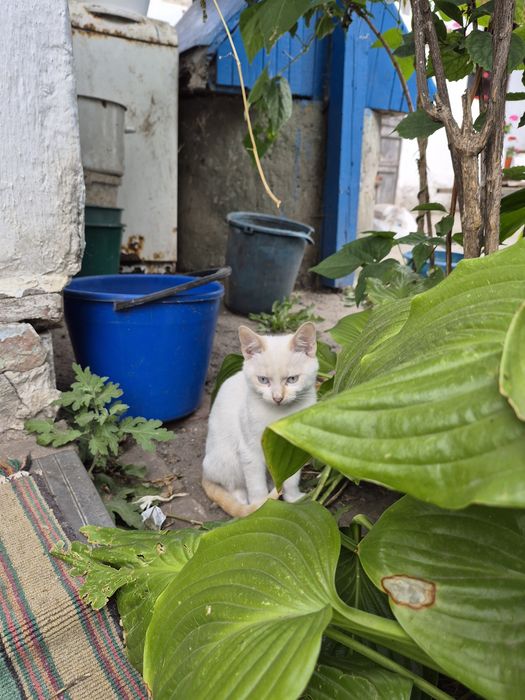 Котик безкоштовно