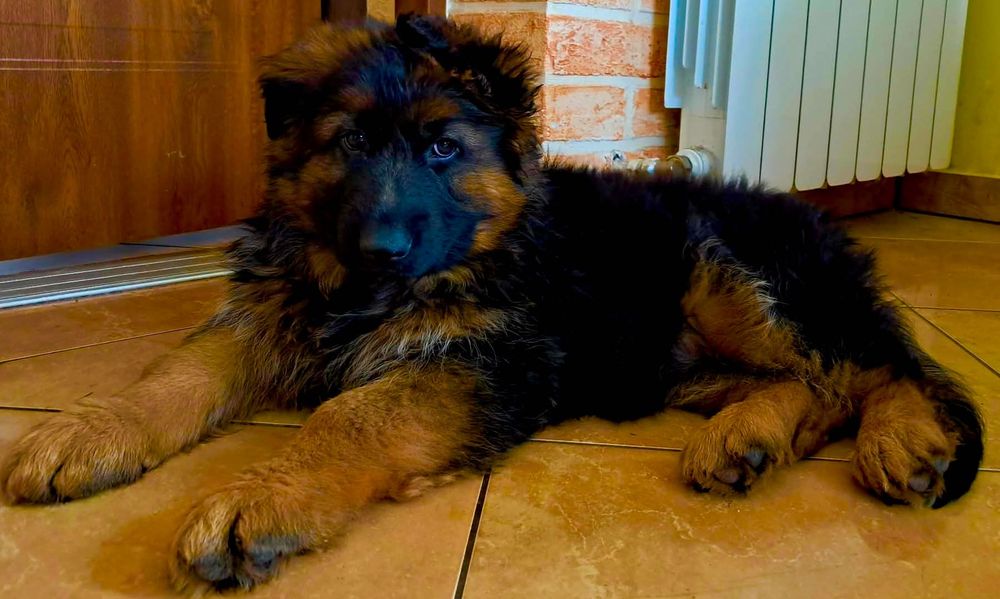 szczeniak owczarka niemieckiego