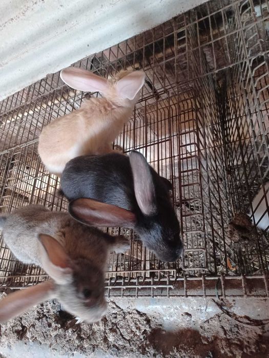 Vendo Coelhos Com 1.5 meses