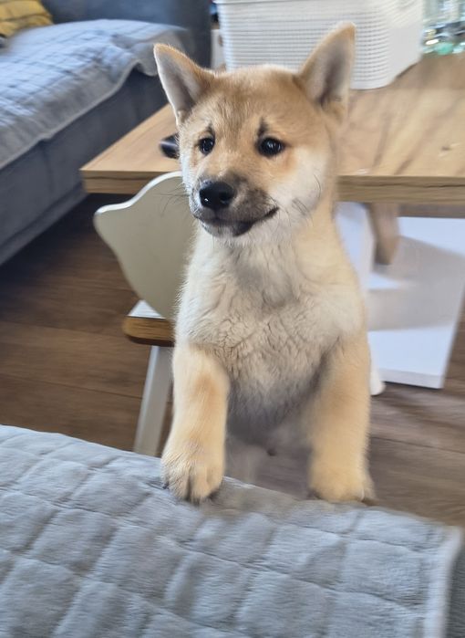 Piesek shiba Inu