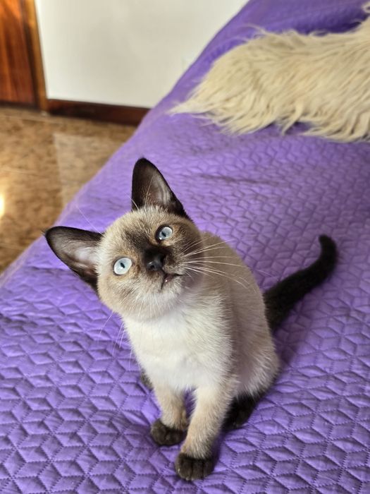 Para adopção - Beyoncé