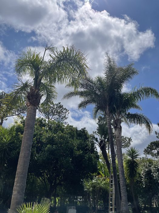 Limpieza e mantençao de terreno