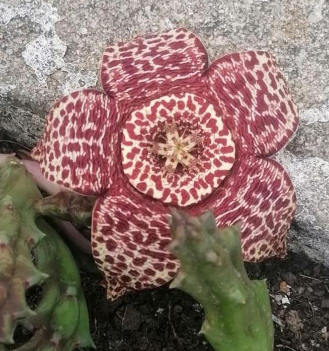 Stapelia ou cato estrela.