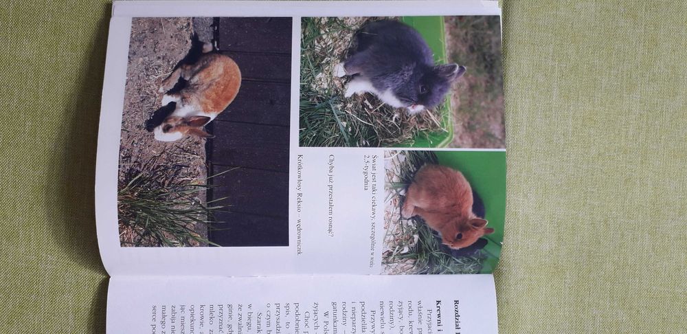 Króliczki miniaturowe Anna Redlicka